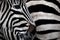 Abstract shot of a zebra