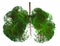 Abstract silhouette of lungs made of trees with green leaves on white background. Air purification