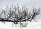 Abstract silhouettes of old dead tree branches, branch texture