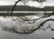 Abstract silhouettes of old dead tree branches, branch texture