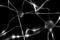 Abstract silver neurons on black background