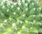 Abstract Slightly Blurred Background of Geometric Pattern of Cactus Surface with Spikes Needles Texture. Foliage Succulents