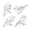 Abstract small birds perched on branch drawing. Birds set continuous one line drawing