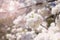 Abstract soft and blur spring white sakura