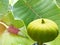 Abstract soft blurred and soft focus of Bodhi tree, leaves, flower and fruit ,Sacred fig,Ficus religiosa,Moraceae,Euphorbiaceae,Bu