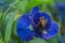 Abstract soft blurred and soft focus colorful of blue pea, butterfly pea,Clitoria ternatea,Leguminosae,Papilionoideae, Fabaceae,fl