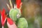 Abstract soft blurred and soft focus of makeup fingernails by petal of Canna indica, Indian shot flower with the bokeh, beam light