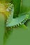 Abstract soft blurred and soft focus the surface texture of green leaves of Kalanchoe pinnata,Bryophyllum pinnatum, Crassulaceae,p