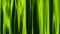 Abstract soft grass green color curtain waving style background New quality universal motion dynamic animated colorful