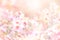 The abstract soft sweet pink flower background from daisy flowers