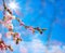 Abstract Spring background with pink blossom