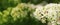 Abstract spring floral baner. White-flowered shrub that blooms in April. Green leaves background, copy space