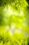 Abstract spring nature green background