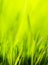 Abstract spring nature green background