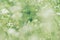 Abstract springtime grass background with shallow depth of field