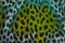 Abstract of Star Pufferfish Skin