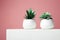 Abstract still life. Couple of Plant over pink wall