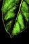 The abstract structure of a leaf\'s vein