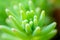 Abstract succulent plant macro