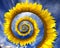 Abstract sunflower spiral