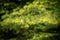 Abstract sunlit fir tree branch, using a shallow depth of field.