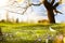 Abstract sunny Spring background