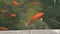 Abstract swimming colorful carp or Koi fish.