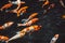 Abstract swimming Koi Carp Fishes Japanese Cyprinus carpio b