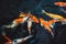 Abstract swimming Koi Carp Fishes Japanese Cyprinus carpio b