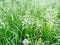 Abstract textural background blooming bluegrass meadow, focus in the background