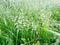 Abstract textural background blooming bluegrass meadow, focus in the background