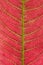 Abstract texture blood red tree leaf