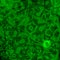 Abstract texture blurry green blotches