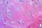 Abstract textured neon gradient pink ultraviolet background transparent slime