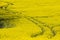 Abstract trails from tractor in yellow rapeseed field