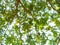 Abstract tree background The light shines in bokeh, blurred pictures