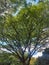 abstract, tree silhouettes with many visible sturdy twigs and lush leaves, with blue sky background