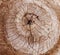 abstract of tree stump cutting surface use for texture ,background ,backdrop of natural copy space