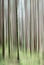 Abstract Trees at Glencoe with Motion Blur and One Highlighted T