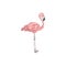 Abstract trendy pink flamingo