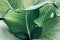 Abstract tropical green leaves pattern, lush foliage houseplant Dumb cane or Dieffenbachia the tropic plant