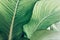 Abstract tropical green leaves pattern, lush foliage houseplant Dumb cane or Dieffenbachia the tropic plant