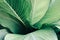 Abstract tropical green leaves pattern, lush foliage houseplant Dumb cane or Dieffenbachia the tropic plant