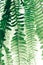 Abstract tropical green leaves pattern nature blurred background, hanging Boston fern tropic plant on white