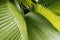 Abstract of tropical palmetto leaves in south Florida.