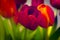 Abstract Tulips Red Soft Background spring Green Stems