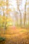 Abstract unfocused and soft background for design. Path in the woods. Magical autumn forest with blur technique