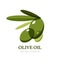 Abstract vector olive logo design template.