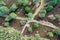 Abstract vertical aerial view of two field paths crossing in the heath landscape