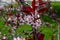 Abstract view of attractive white blossoms on a purple leaf sand cherry bush